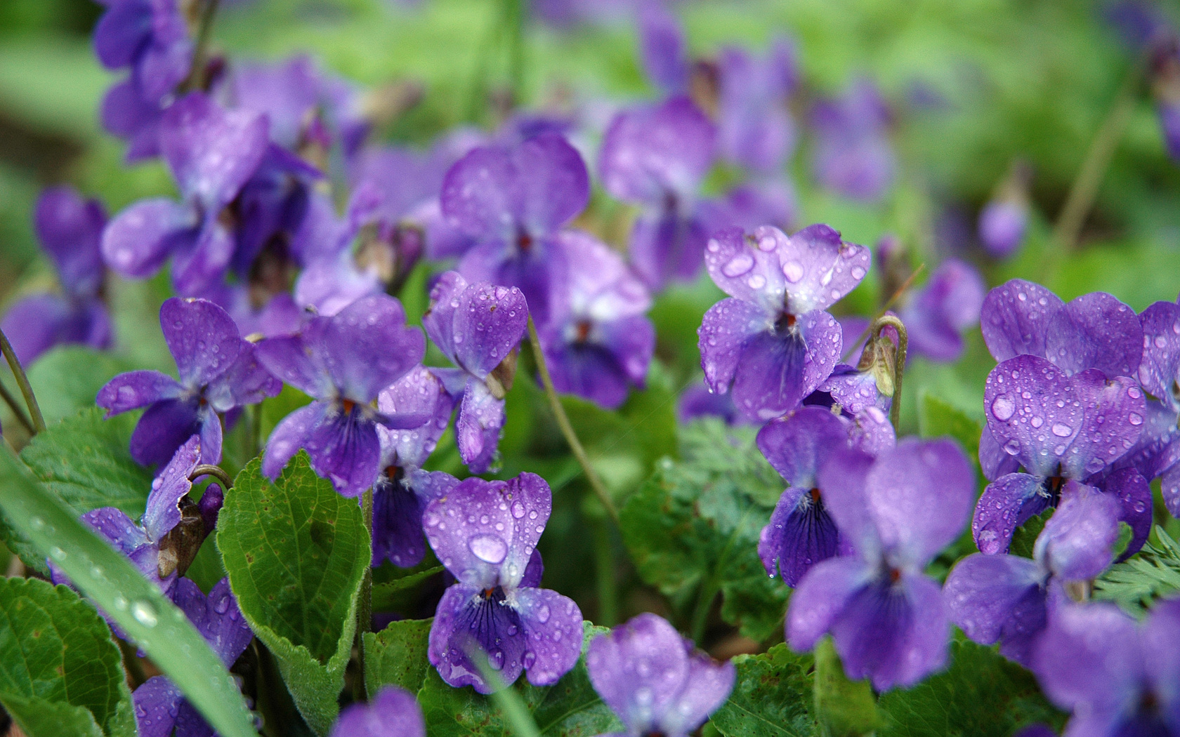 violet flowers spring plant purple drops dew hd wallpaper – DALY BEAUTY