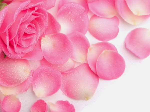 A Bouquet of Kosmea Roses: Rosehip Oil, Hydrating Rosewater Mist and Rose Body Lotion